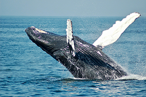 Japan Plans to Significantly Increase the Number of Whaling